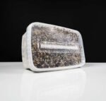 Koop Mazatapec Magic Paddo Kweekset in Europa