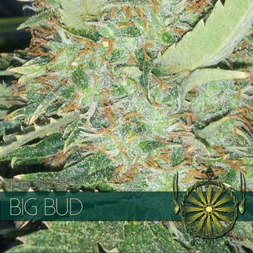 BIG-BUD-05-seeds-VT