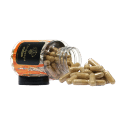 Buy Cordyceps Extract (120 capsules) in Europe