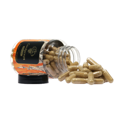 Buy Cordyceps Extract (120 capsules) in Europe