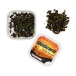 Buy Mexicana Magic Truffles in Europe