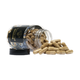 Buy Turkey Tail Extract (120 capsules) in Europe