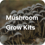 Mushrooms Growkits