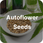 Autoflower Zaden