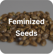 Seeds