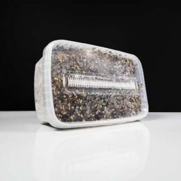 Koop B Plus Growkit in Europa