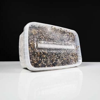 Buy Thai Growkit in Europe