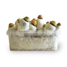 Koop Marshmallow Shrooms Kweekset in Europa