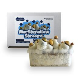 Koop Marshmallow Shrooms Kweekset in Europa