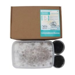 Koop Hawaiian Growkit (Psilocybe Copelandia) in Europa