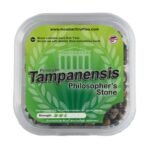 Koop Magic Truffles Tampanensis in Europa